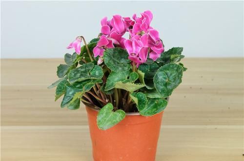  「朱顶红」几种花专为阳台而生，四季开花不断，颜值高色红艳，令人赏心悦目