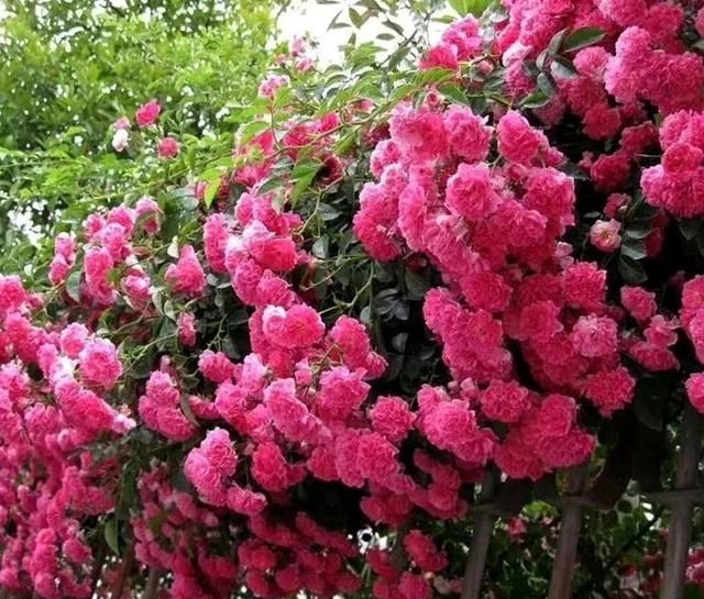  『花香』此花清新怡人，花香能传500米，种两株阳台变花海，庭院美如画