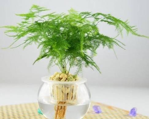 『对症下药』水培植物黄叶、烂根该怎么办?对症下药,再懒也能轻松搞定