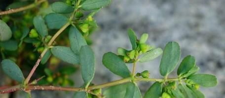 『人称』1种野草,人称窝蛋草,又叫血见愁,腹泻,止血效果好,见到别拔