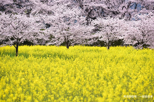 2019年樱花前线来袭!快来看最新樱花季预测!