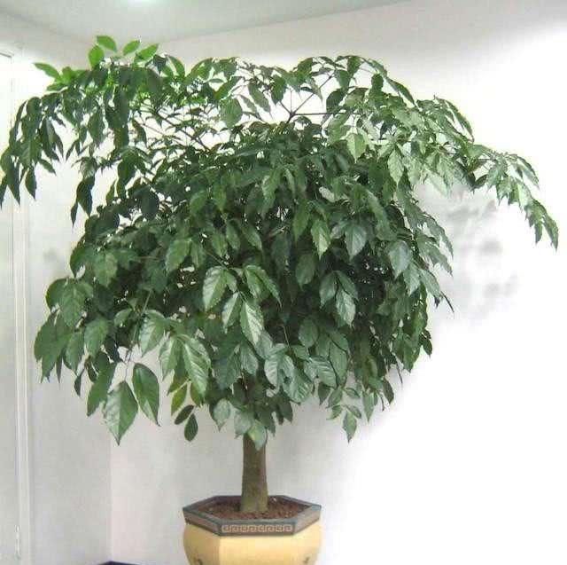  [大越]大花盆养什么绿植好？这3种花，盆越大越旺盛，根系壮，开花多