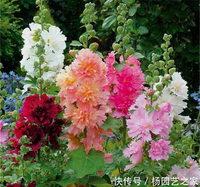 #重瓣矮牵牛#在家中养护以下3种花卉,花瓣层层叠叠,花期长,观赏性高的花卉