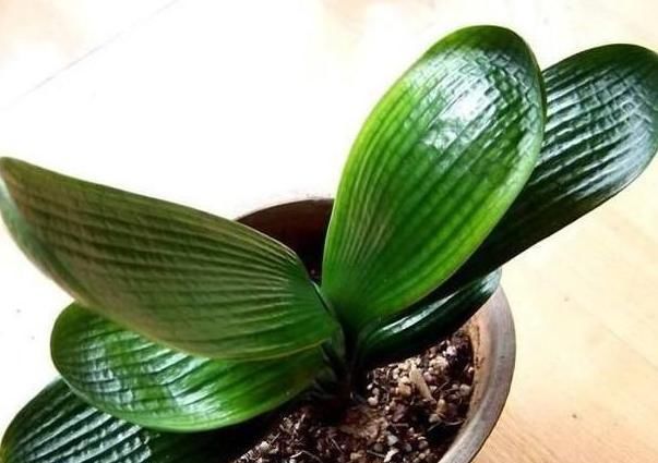  『根部』君子兰黄叶烂叶,狠心一刀砍光,7天后竟冒绿芽,变成群兰开满花