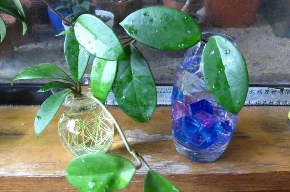 『对症下药』水培植物黄叶、烂根该怎么办?对症下药,再懒也能轻松搞定