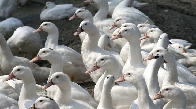  「免疫力」蛋鸭养殖，还是方文养的好，免疫力强产量高