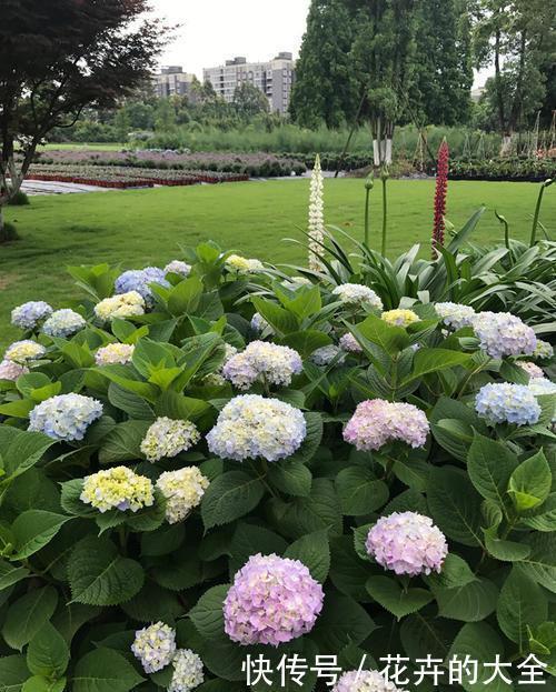  【影响】这3种花特怕晒，遇上大太阳立马搬回家，不怕黄叶影响颜值