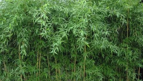  『常见』30种 · 野外常见植物，你叫啥？