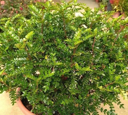  『摆在』没钱也得买3款植物，既能除尘又能抑菌，摆在家中亲人少生病
