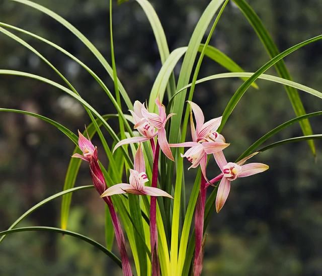  「下山」刚下山的兰花，叶片比花苞长，剪掉叶片可以催花吗？您想得倒是美