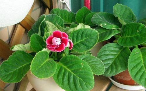  『时间长的花』盆栽花卉易凋谢？选这3种花，花期长、开花量大，易养护