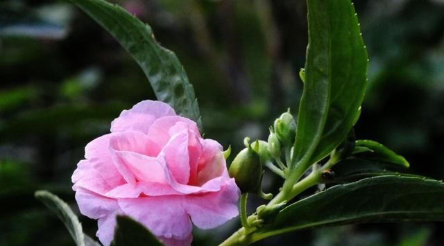  「种花」花园种上3种花，花开一丛丛，一开300天，值得养几盆！