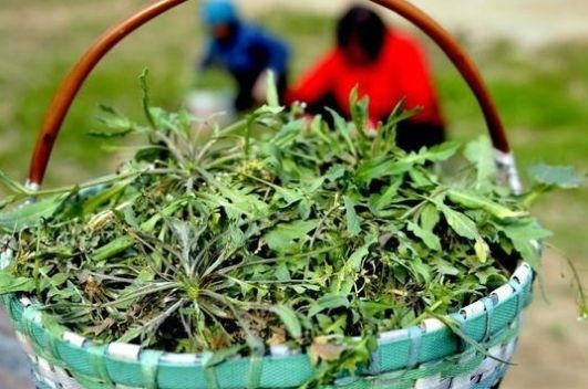  #没错#七八十年代喂猪的野草，不是中药材就是野菜，吃过的是土