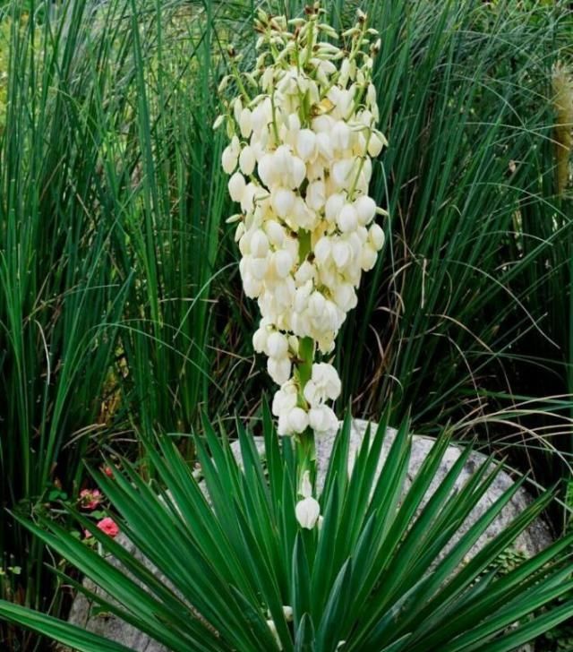  「植物」我是凤尾丝兰，请别叫我剑麻