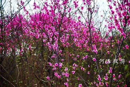  『杏花』杏花落去桃花红，五龙沟村花不断