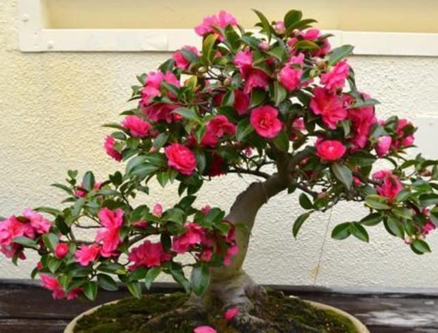 『顺利』茶花花苞不开放,原来是这“3点”原因导致,改善后花朵顺利绽放