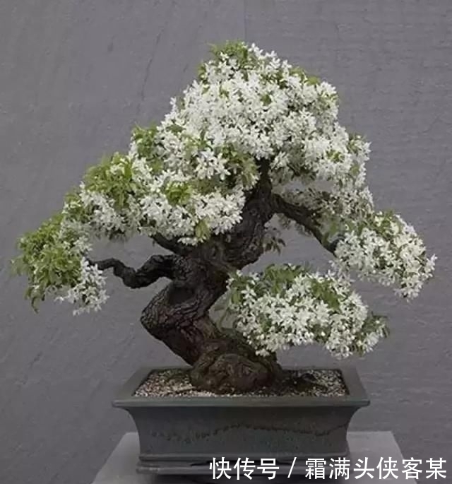  [栽种盆景]玩盆景，已成为当下追求高品质生活的一股潮流