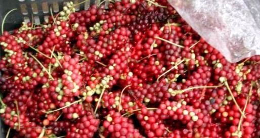  #成了#曾经没人要的“野葡萄”，大妈卖40元1斤成了宝，你吃过吗