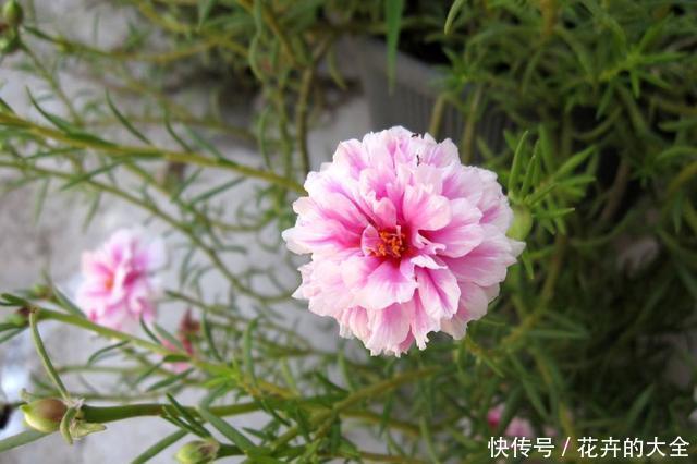  #漂亮#3种花适合养在室内，开花漂亮味道香，净化空气满屋飘香，美极了