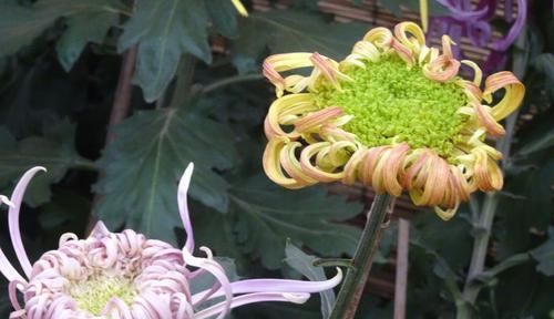  「奇葩」喜欢菊花，首选“珍贵绿菊”滦水奇葩，黄瓣绿芯，淡雅秀丽！