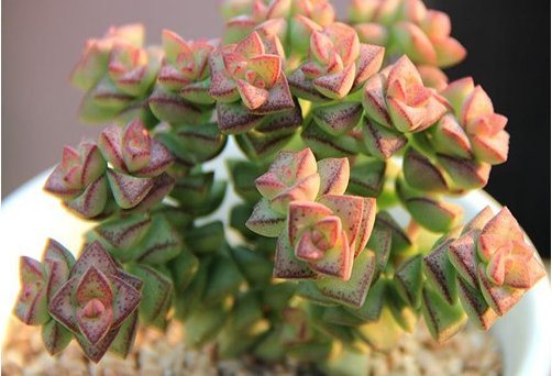  『光照』喜欢养菊花，不如养护7种多肉植物，往阳台上一放就能爆盆