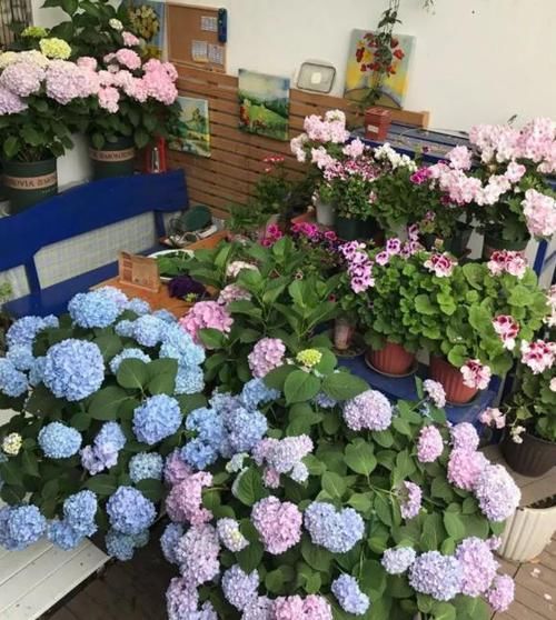  『越爆』这些花最讨厌太阳，越阴凉越爆盆，还能开满花