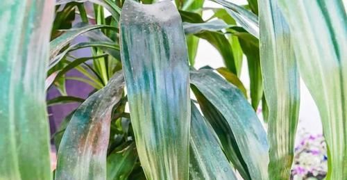  『植物的叶片』两三周给室内植物清洁一次叶片，远离病虫害，让叶子更油亮