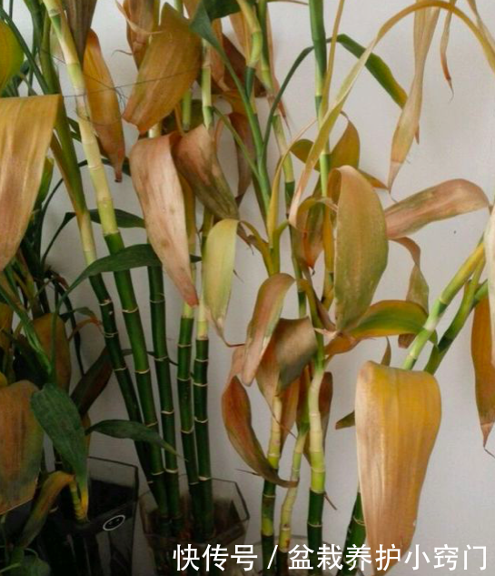 富贵竹几天喷一次水呢 t01fab09e793ffcc73d.png