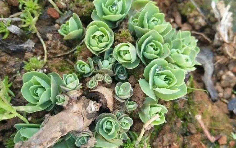 【慎养】这花要慎养,每年砍掉3麻袋,照样蹭蹭长!