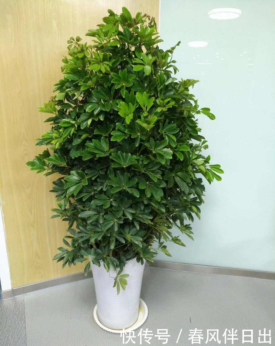 「木太」鸭脚木太好养,做好四点,叶片长满盆
