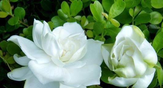  『栀子花』想在家种植栀子花吗？看完这几点，你就是养殖专家