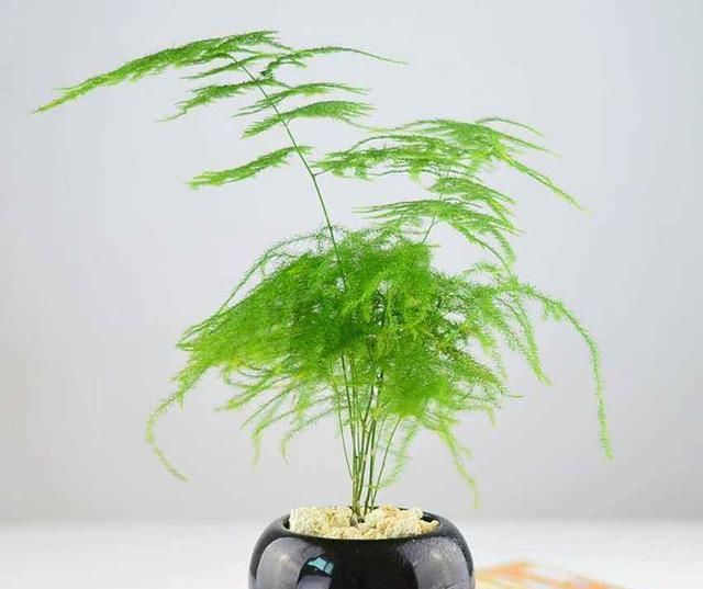  [观赏价值]聪明人喜欢这几种花，养人养家还镇宅，真是好花