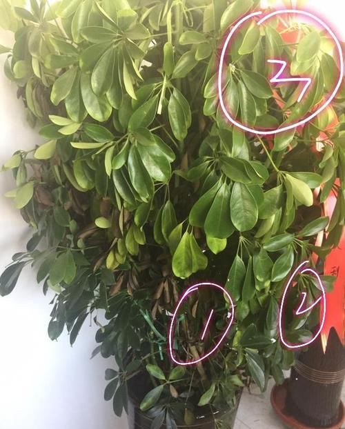  『新房』搬进新房买的杜鹃，三角梅，鸭脚木出现谢花，掉叶，枯叶怎么办