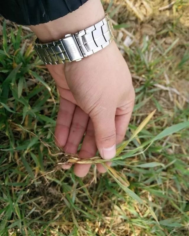  偏早|2020年立春偏早，小麦长势偏迟，早春该如何管理才能高产？