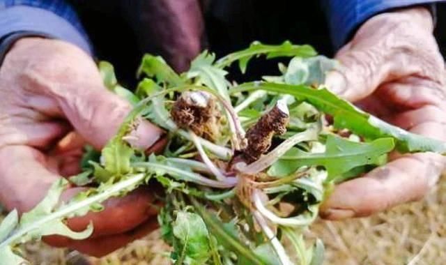  『蒲公英』春天“最苦”的6种野菜，常被当成杂草，殊不知养肝消炎价值高