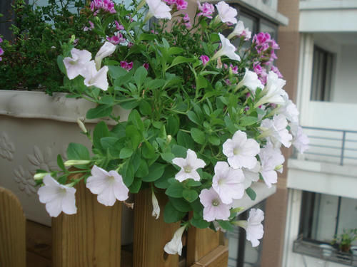 「呵呵」为了养花,我买了套5楼121㎡的房子,只为繁花似锦的那一刻!