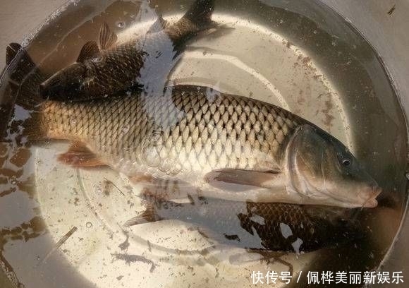  『钓友』钓友深潭中发现野物落水，网友：里面“阴气”太重没有鱼