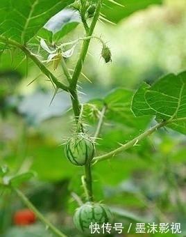  『番鬼』牛茄子，别名番鬼茄，喜生于路旁荒地、疏林或灌木丛中