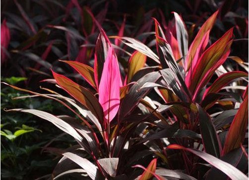  「漂亮」家养这几款植物，丢到阳台，花开艳丽夺目，好养又漂亮，幽香暗淡