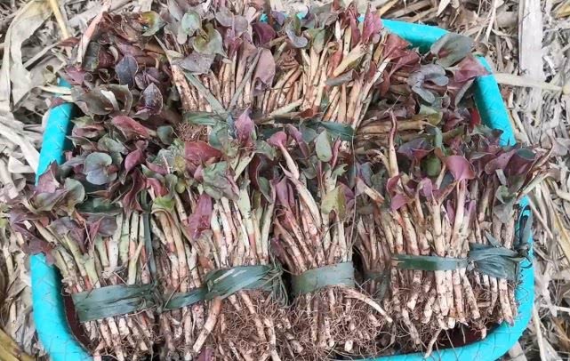 农村农田里的折耳根又密又壮，在集市卖5元一斤，姑娘越割越上瘾