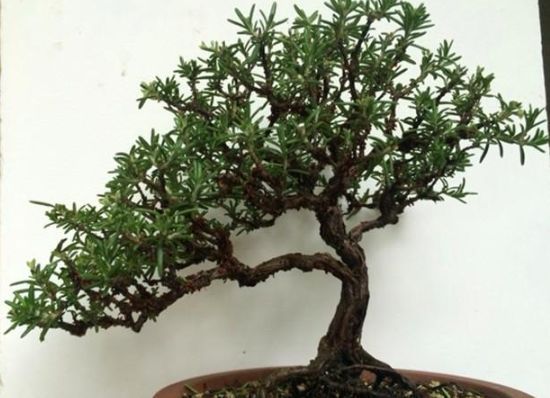 天然香料植物迷迭香，一不小心就养成了盆景，简直美爆了！