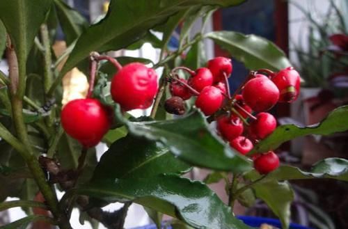 「养护」这花寓意好,养眼又招财,客厅摆一盆,胜过发财树数倍,您有吗