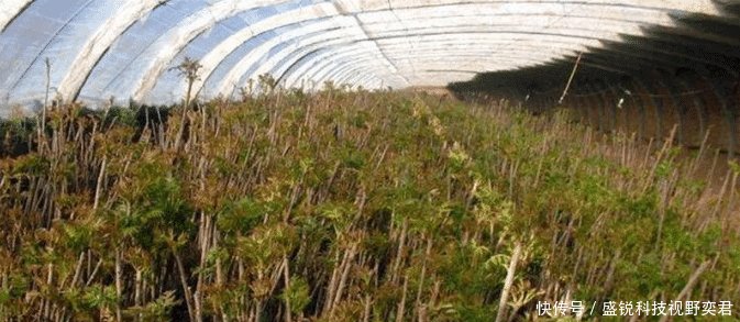  香椿树■农村这树价值很高，农民却每年下狠手，砍到剩光秃树干