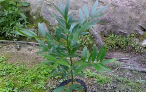  【驱蚊】这种植物被称为“活化石”在家养一盆,不仅好看还能强烈驱蚊!
