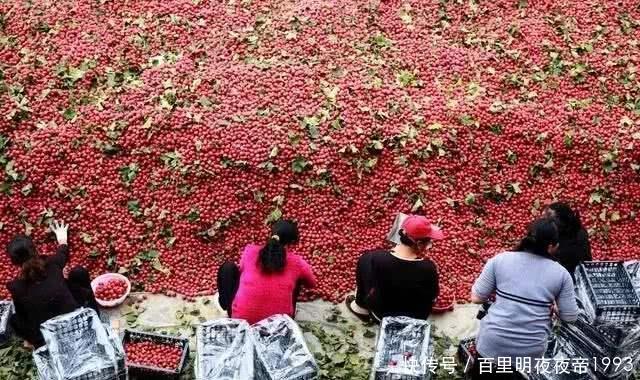  山楂遭遇低■前两个月还暴涨，如今跌到4毛，树下果子堆积成山，