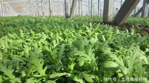  [南方]生来本是高贵菜，贵族才能吃上，如今南方泛滥，一把只卖1