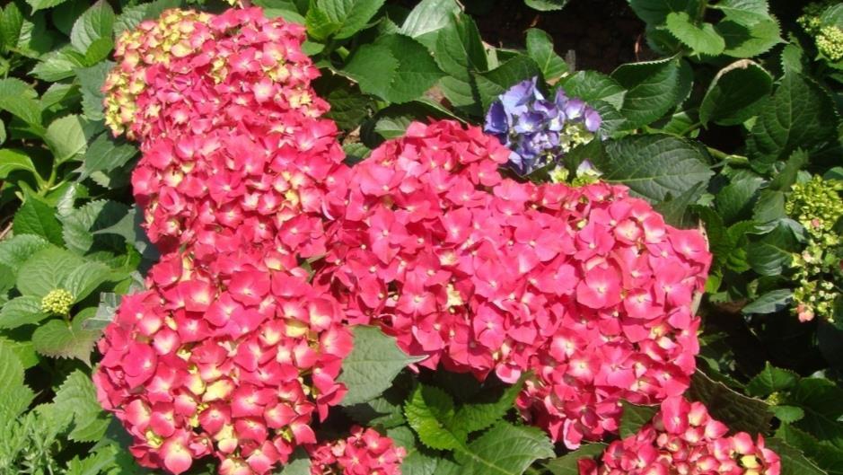 用偏酸性:绣球可以改变花色,只要做好这几件事,开出梦幻般的花朵