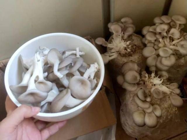  #路边#路边丢的“菌包”，老爹捡回家，三天两头一喷水，长出了大蘑菇