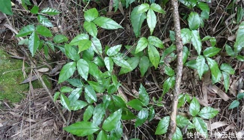  「三叶青」20年前一斤上千元热卖，如今一斤50元，很多农民还懒
