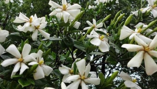  「轻松」十年老花农养栀子花，轻松开出馥郁大花，花开不停香飘十里